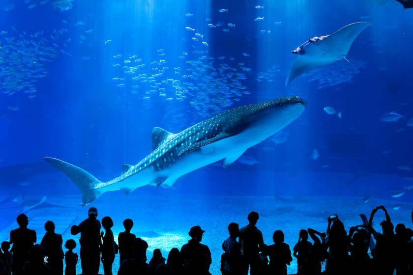 沖縄美ら海水族館_大水槽