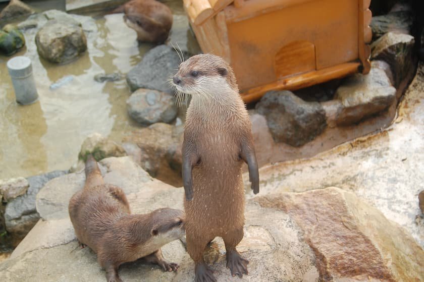 アドベンチャーワールドのコツメカワウソ