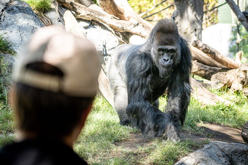 サンディエゴ動物園　ゴリラとツーショット