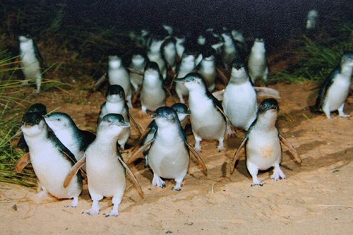 オーストラリアのペンギンがかわいすぎる……メルボルンが動物好きにもおすすめなワケ