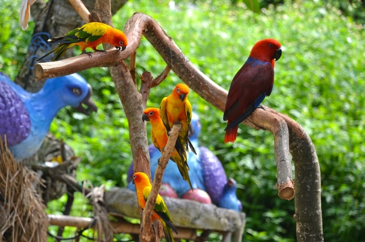 Colourful-birds_on_Sentosa