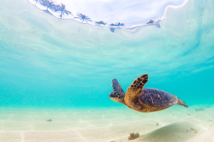 ハワイの海
