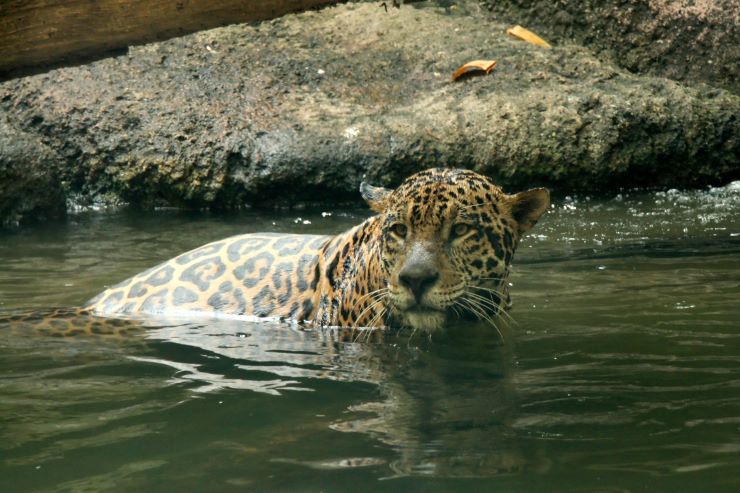 シンガポール_ナイトサファリ_ヒョウ