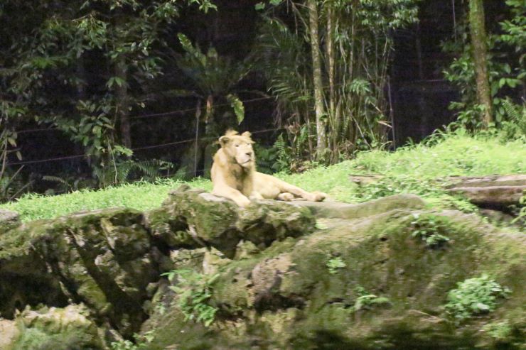 シンガポール_ナイトサファリ_ライオン