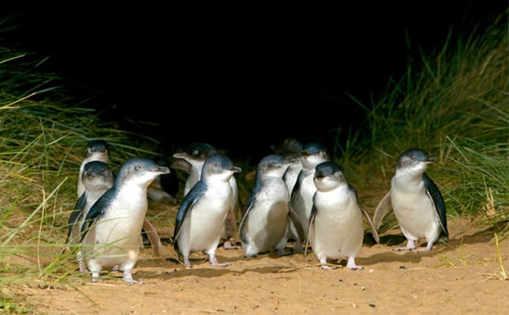 暗闇から続々と登場するリトルペンギン