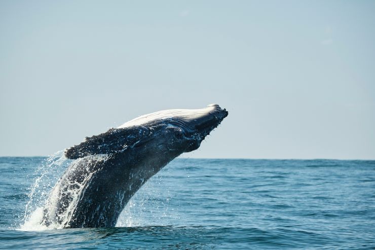 クジラ