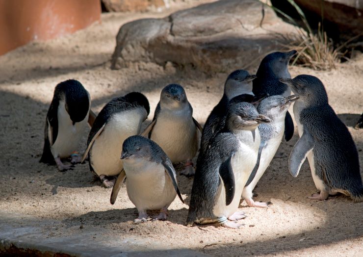 ペンギン