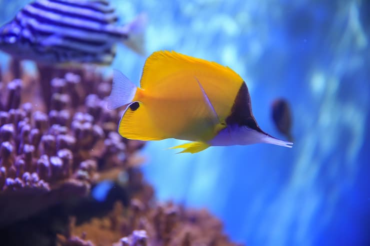 ワイキキ水族館