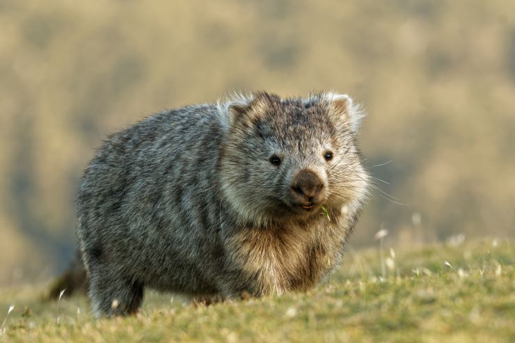 ウオンバット