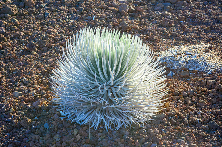高山植物「シルバー・ソード(銀剣草)」
