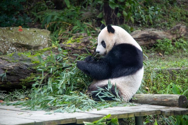 台北市動物園 パンダ