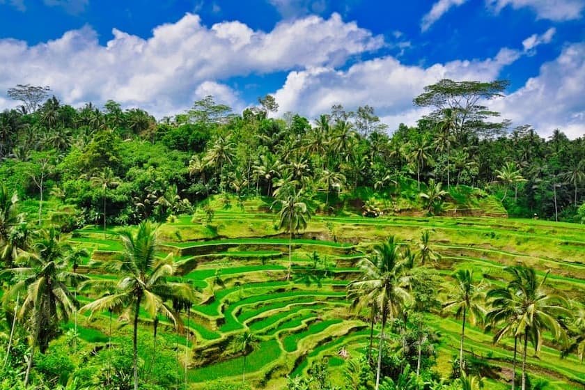 バリ島の森のリゾート！ウブドの観光スポットと魅力について