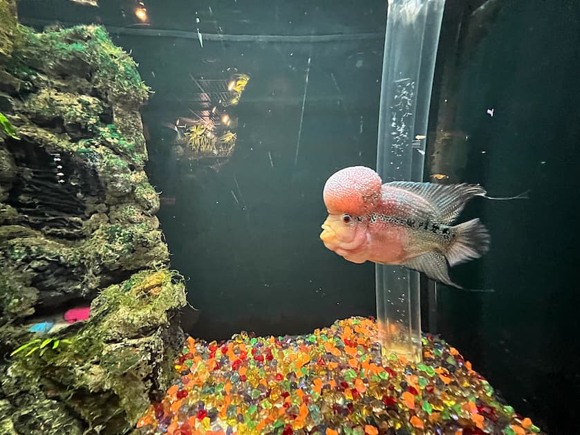 タヌリ水族館