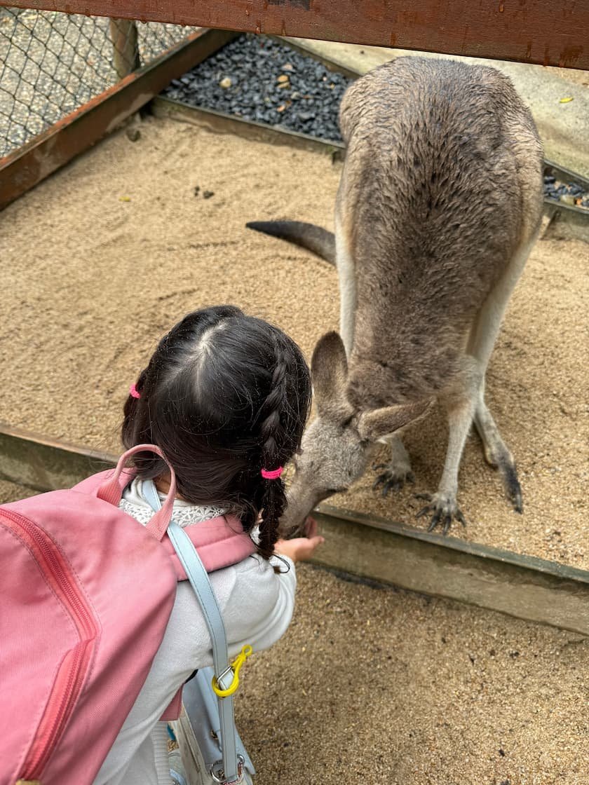 カンガルーの餌付け