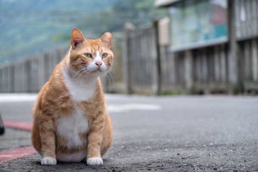 人懐っこい猴硐の猫たち
