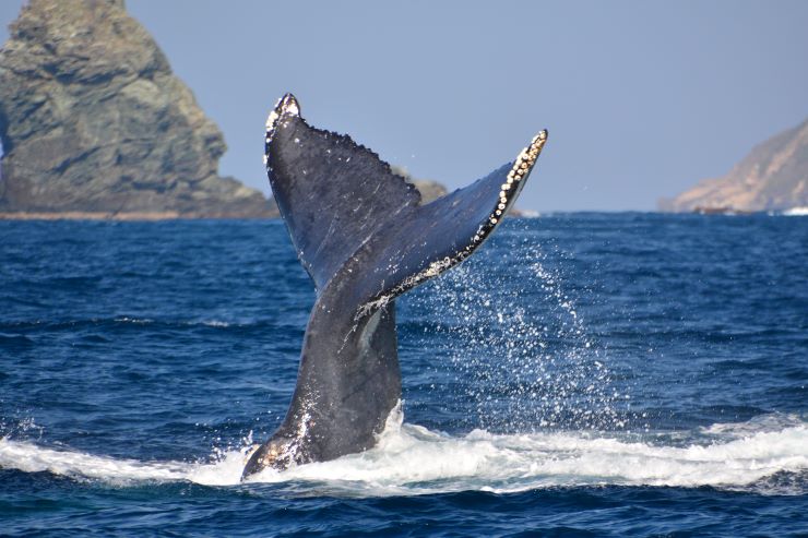 クジラ テールスラップ