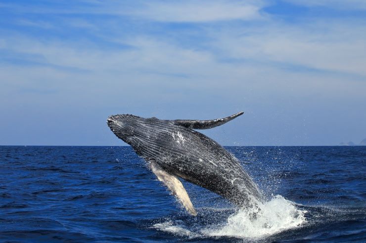 クジラ ブリーチ