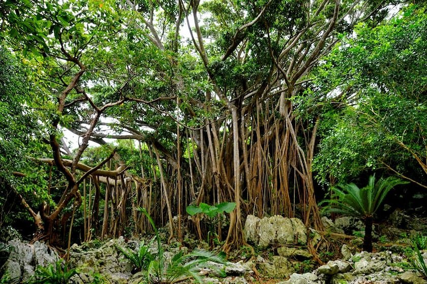 「御願ガジュマル」もパワースポット