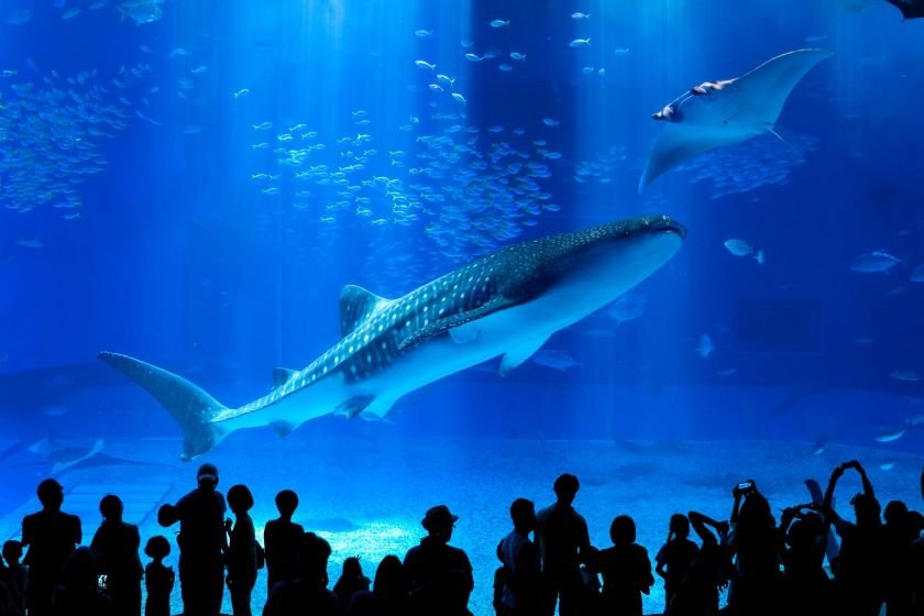 海洋博公園提供黒潮の海 提供：国営沖縄記念公園（海洋博公園）