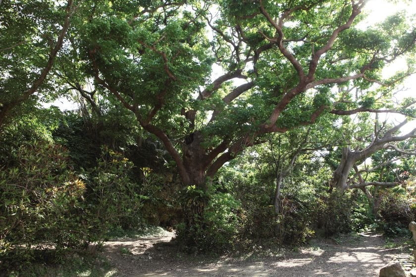 首里金城の「大アカギ」画像提供：OCVB