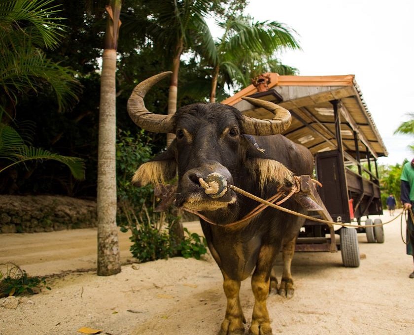 竹富島といったら何はなくとも水牛車！