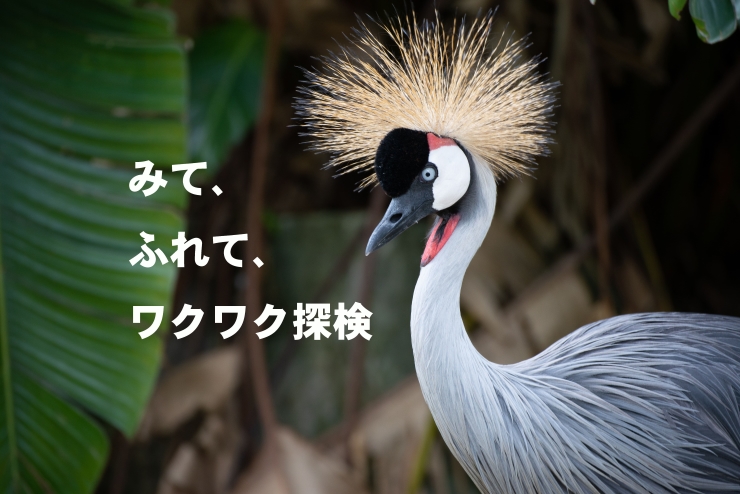 提供:ネオパークオキナワ