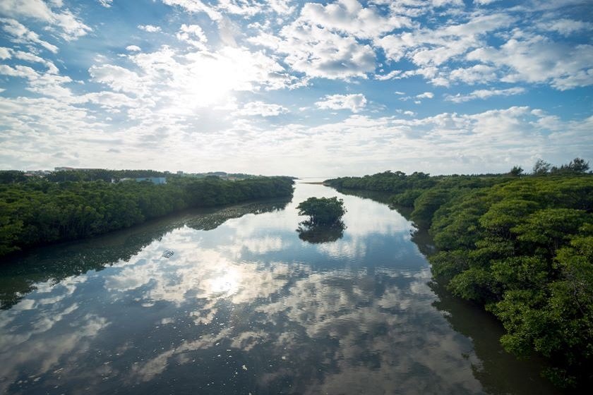 宮良川マングローブ（ヒルギ林）
