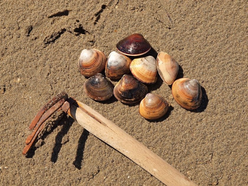 潮干狩り ※イメージ