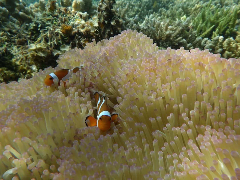 ネイチャーアイランド・西表島「美しいサンゴ礁」