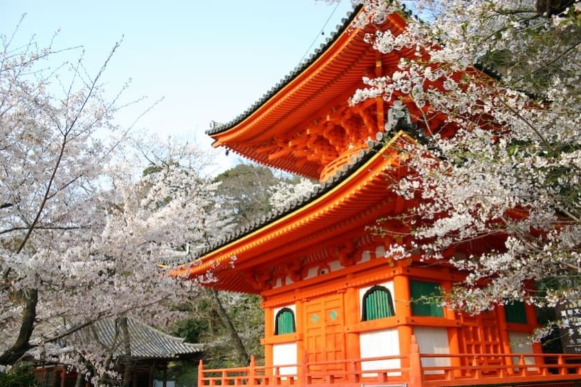紀三井寺 桜　提供：和歌山県観光連盟