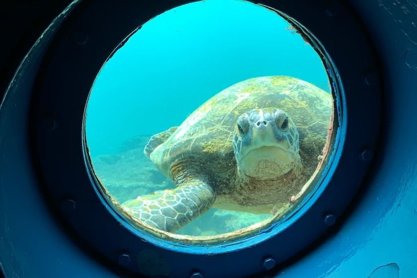 海中展望塔_ウミガメ 提供:串本海中公園センター