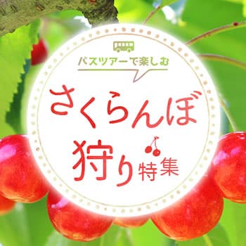 さくらんぼ狩りバスツアー