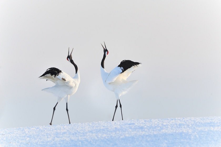 釧路市丹頂鶴自然公園