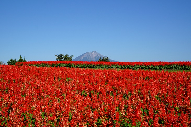 とっとり花回廊 満開のサルビア