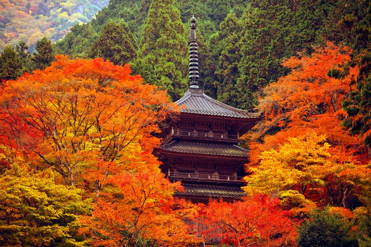 高源寺紅葉の多宝塔　提供：高源寺