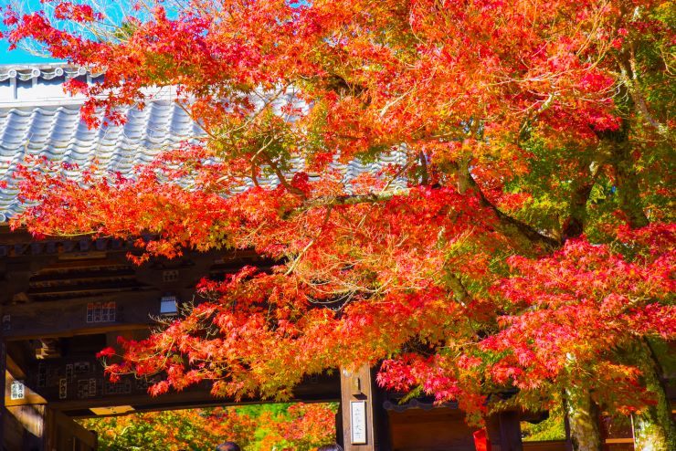 燃えるような修善寺の紅葉