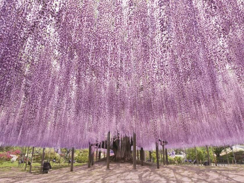 あしかがフラワーパークの大藤 写真提供：あしかがフラワーパーク