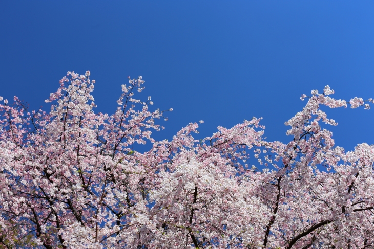 【四国地方】徳島・香川など人気の桜の名所＆お花見スポット厳選10選