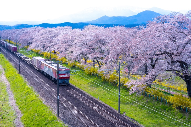 【東北地方】人気お花見スポット&桜の名所12選~滝桜や花筏など見どころ満開