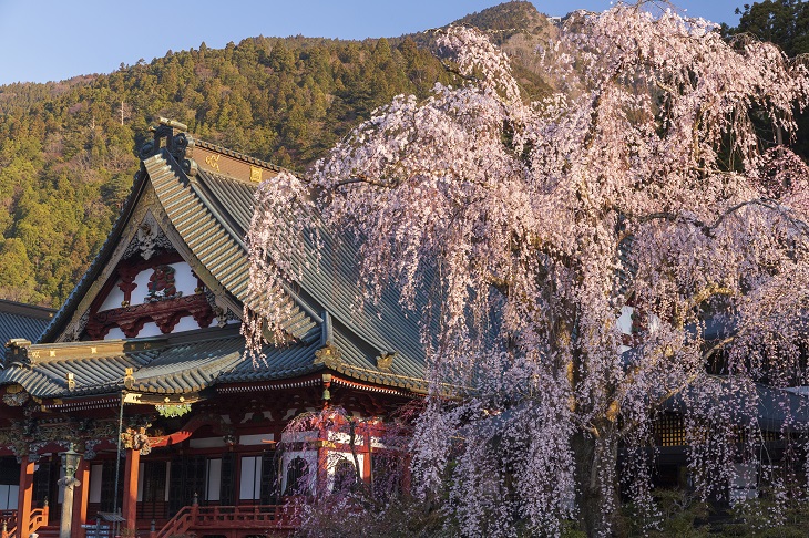 【甲信越地方】おすすめの桜の名所&お花見スポット10選!