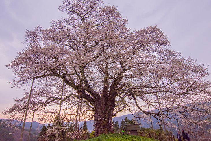 朝日の醍醐桜
