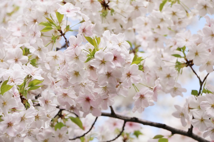 【関西地方】おすすめの桜の名所&お花見スポット16選