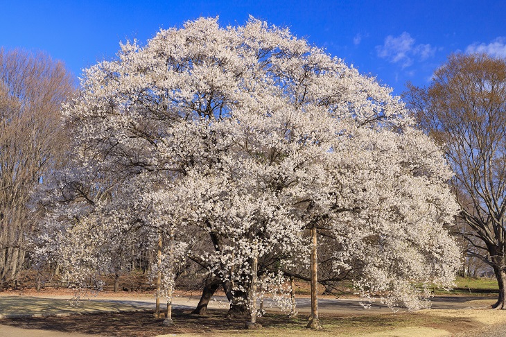 淡墨桜(栃木県天平の丘)