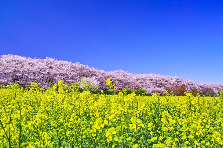 【関東地方】桜特集・おすすめお花見スポットご紹介!