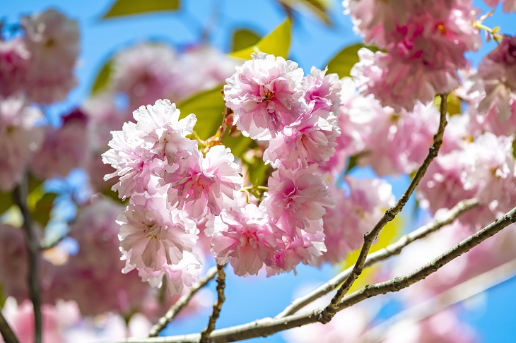 円山公園の八重桜