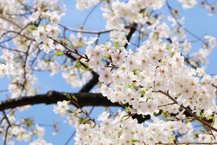 桜