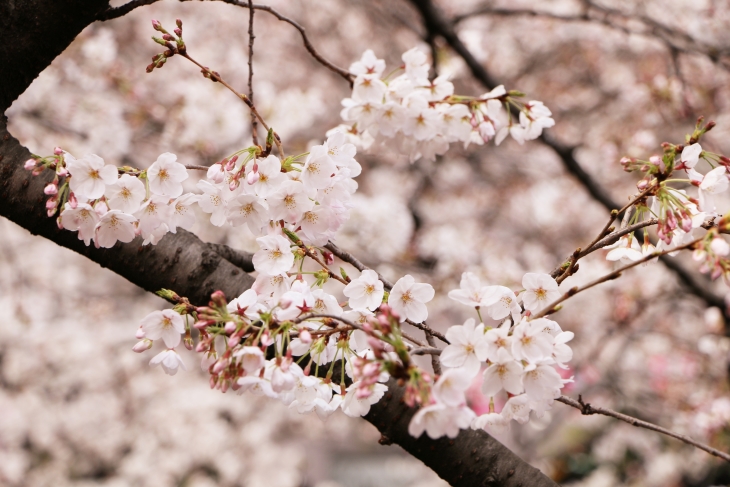 桜