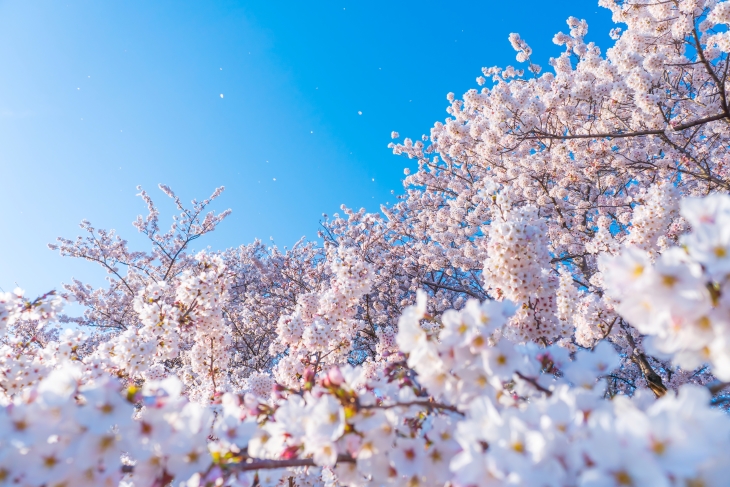 【東海・中部地方】おすすめの桜の名所＆お花見スポット11選