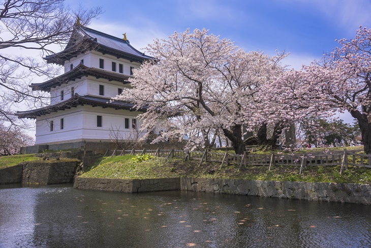 桜咲く松前城