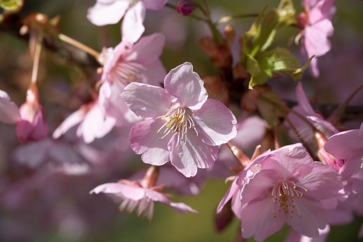 【九州・沖縄地方】おすすめの桜の名所&お花見スポット17選